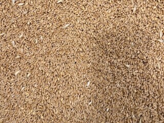 Wheat seed